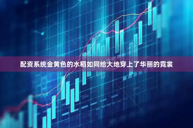 配资系统金黄色的水稻如同给大地穿上了华丽的霓裳